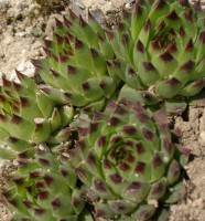Sempervivum