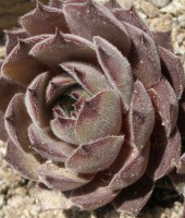 Sempervivum cervene