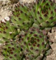 Sempervivum