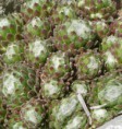 Sempervivum arachnoides