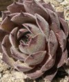 Sempervivum cervene
